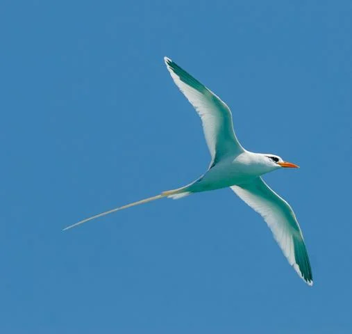 longtail.webp