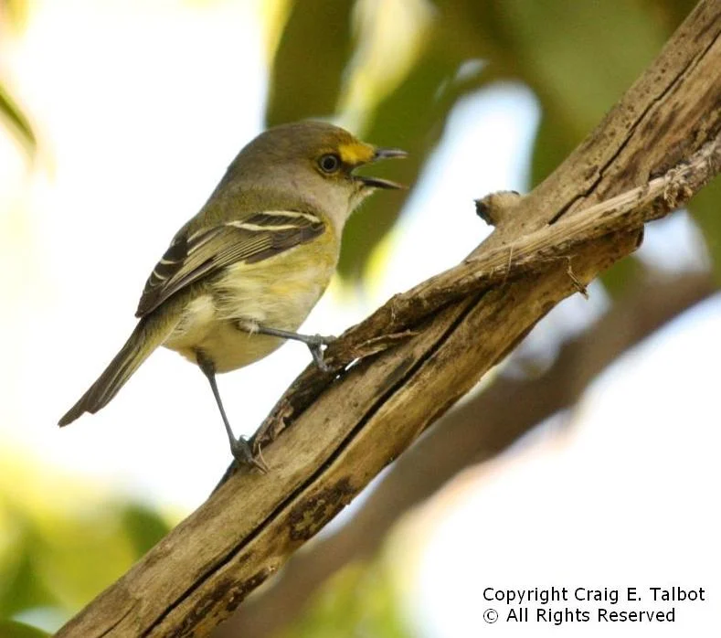 white-eyed-vireo.webp