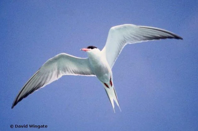 common_tern.webp