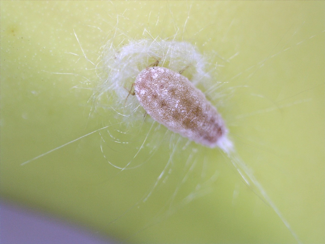 Figure 8: Intercepted live adult mealybug - note waxy coat, banana shipment 2019