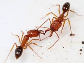fire ants