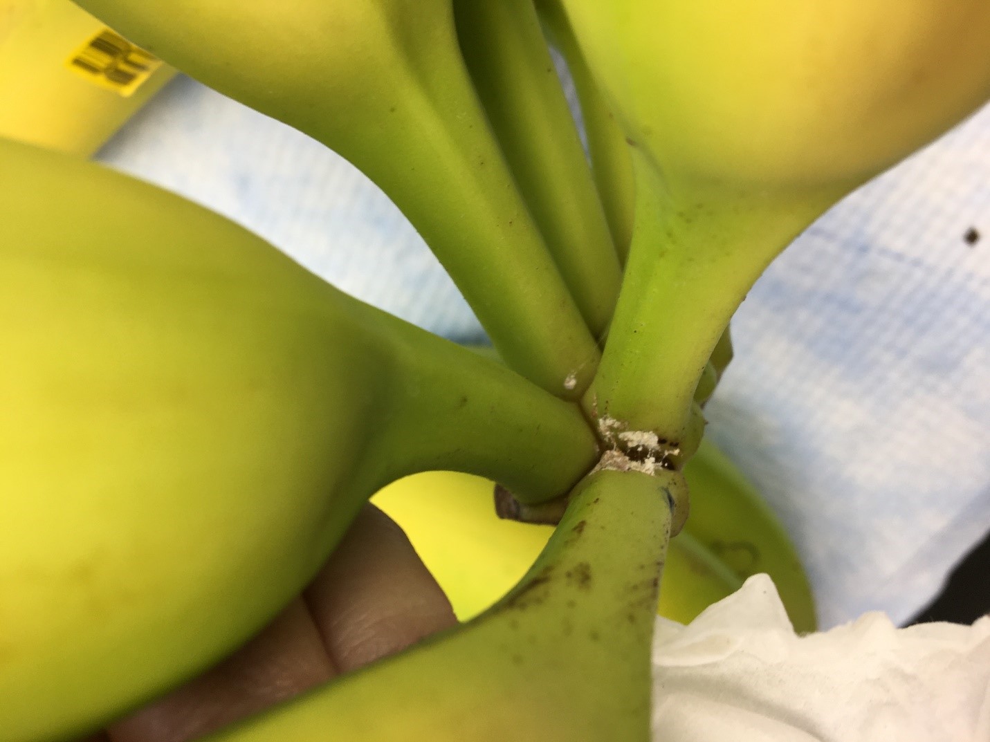 Figure 1: Intercepted mealybug egg masses on incoming banana shipment, 2019 
