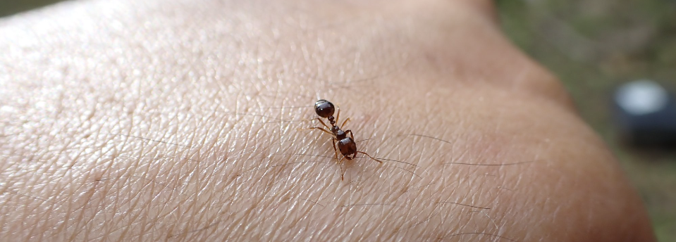 Red Imported Fire Ants (Solenopsis invicta)