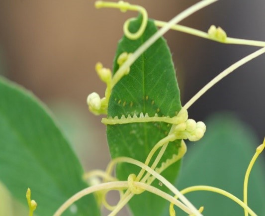 Parasitic Dodder Plant Recently Found Again in Bermuda is a Threat to Native Plant Species