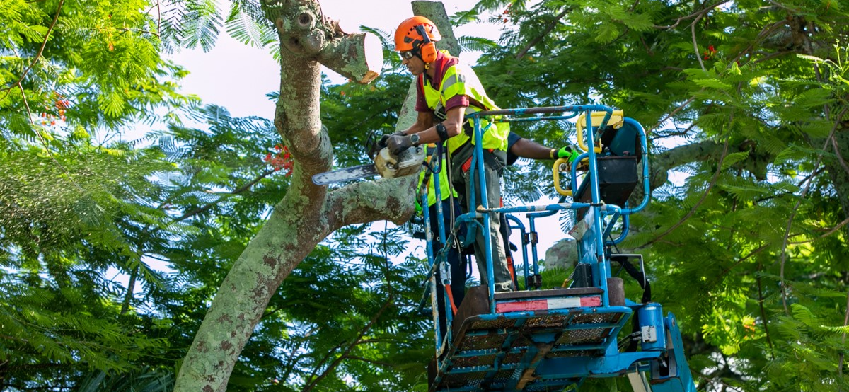 Public Works Tree Trimming Advisory