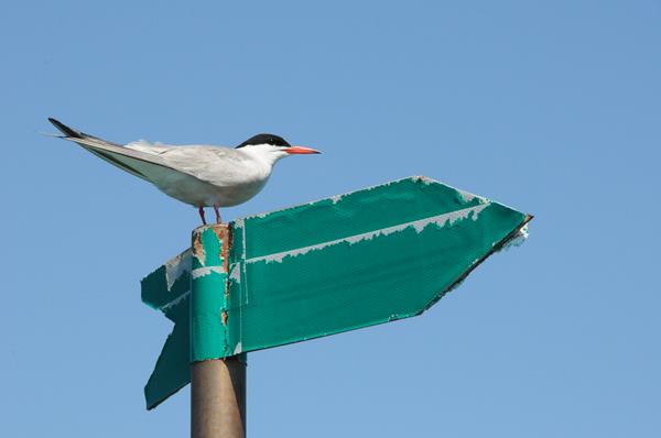 Boating Public Urged to Safeguard Common Tern Nesting Sites