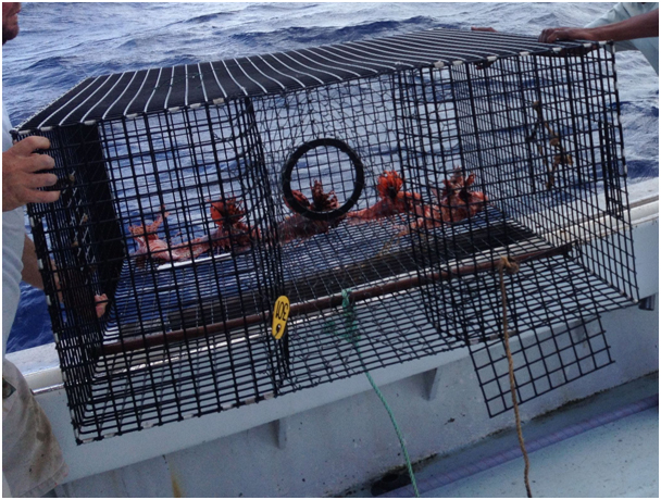 Commercial Experimental Lionfish Trapping