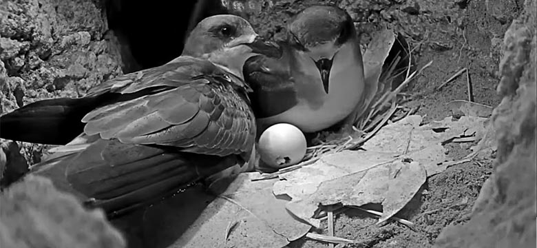 DENR and the Nonsuch Expeditions Celebrate Record-Breaking 2024 Nesting Season for Bermuda Petrel on Nonsuch Island