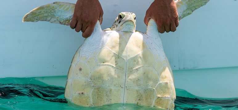Sea turtles released in Great Sound.