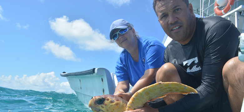 Injured loggerhead turtle released after nine month rehabilitation