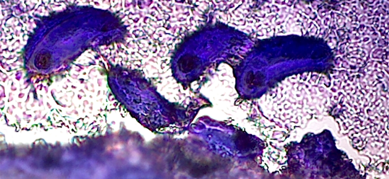 Preliminary Findings Released Regarding Recent Fish Die-Off