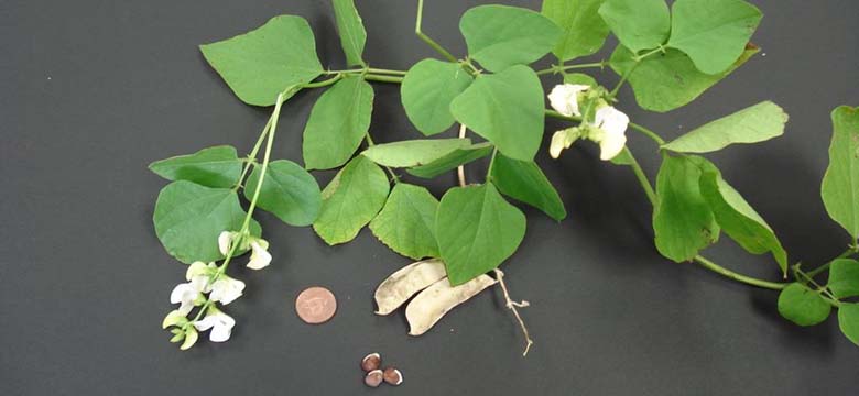 Public Asked to Keep an Eye Out for Two Invasive Plant Species