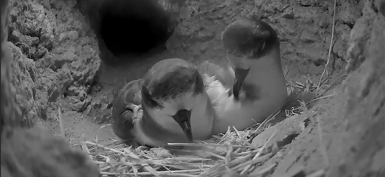 Great Start to the 2018 Cahow Nesting Season