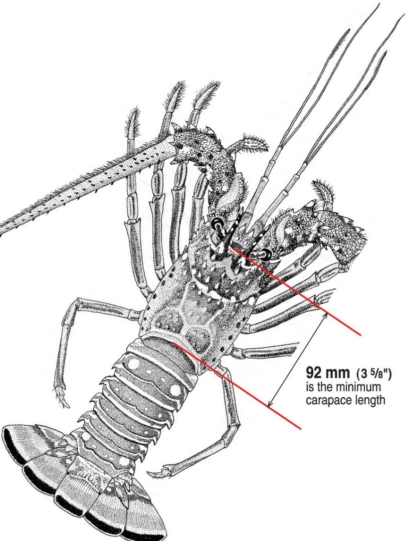Recreational lobster diver licenses