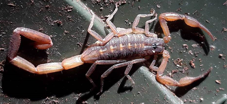 Scorpion Intercepted by Quick-Thinking Staff