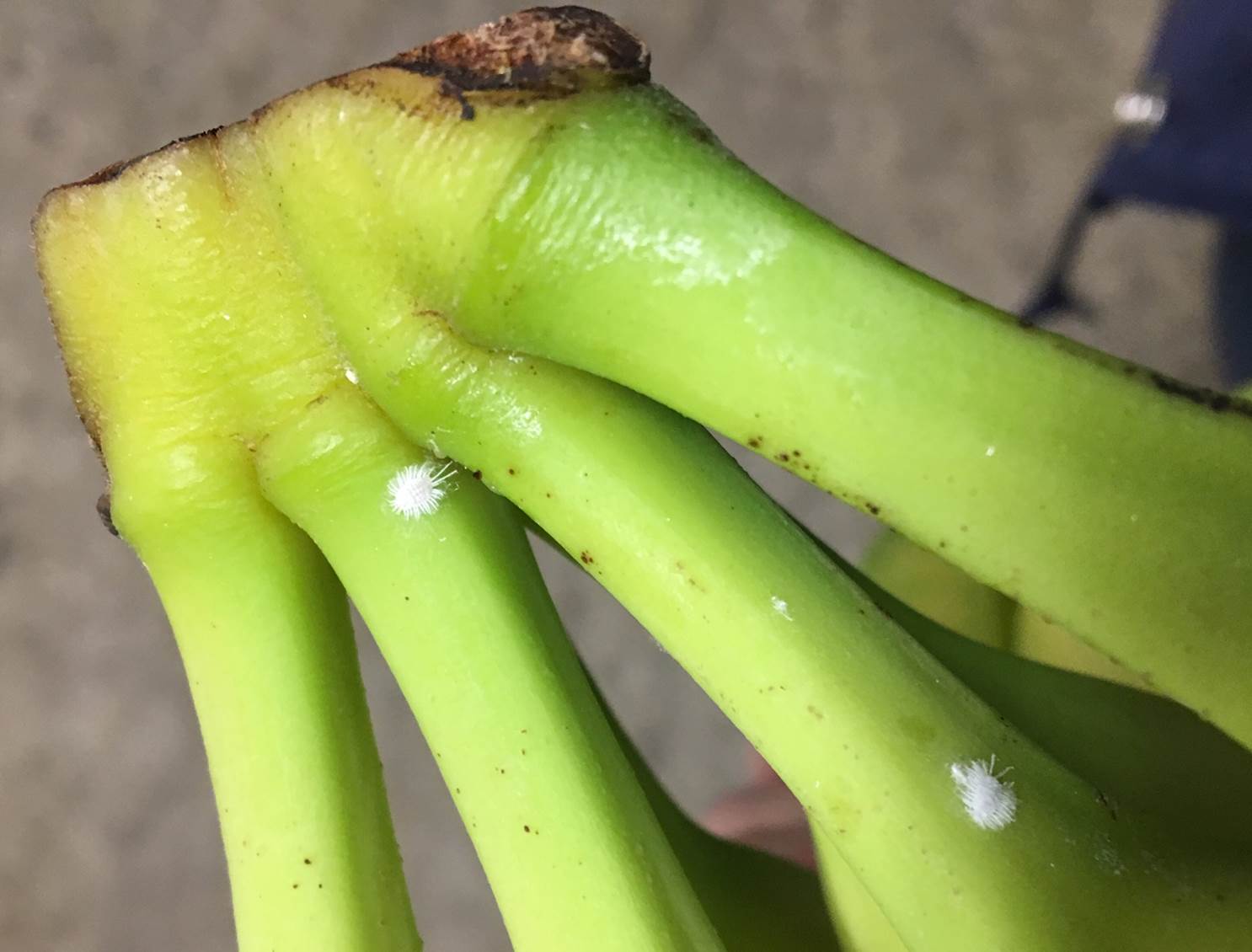 Infested Banana Shipment Discovered