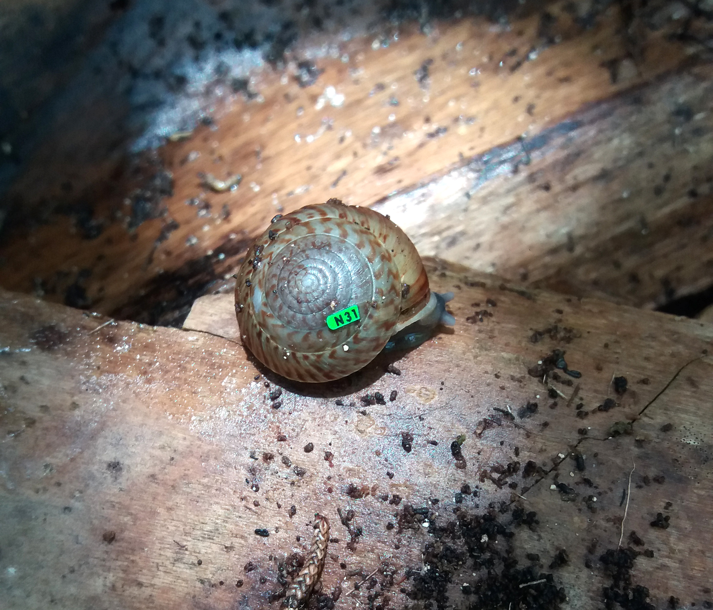 4000 Endemic Bermuda Land Snails Repatriated to Bermuda