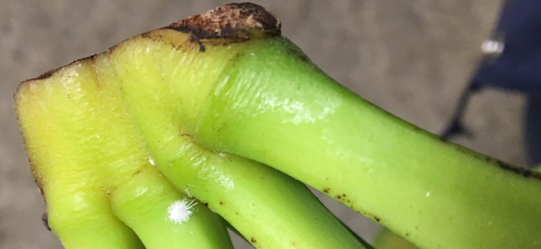 Possible Banana Shortage Due to Pest Contamination