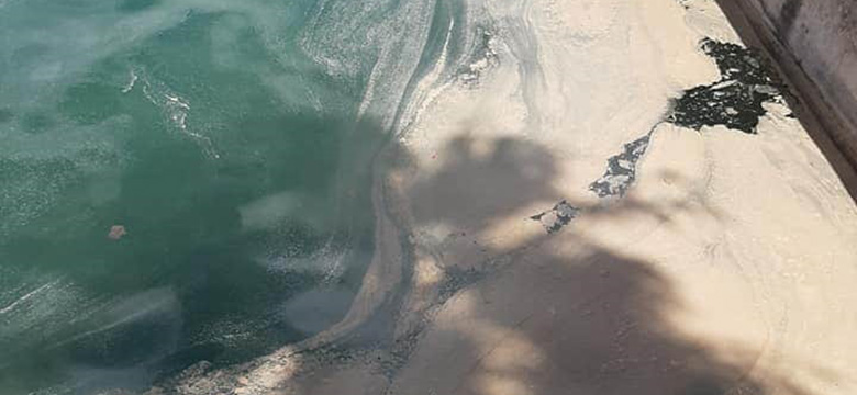 Degrading Plankton Bloom Produces Brown Surface Layer in Areas of Hamilton Harbour