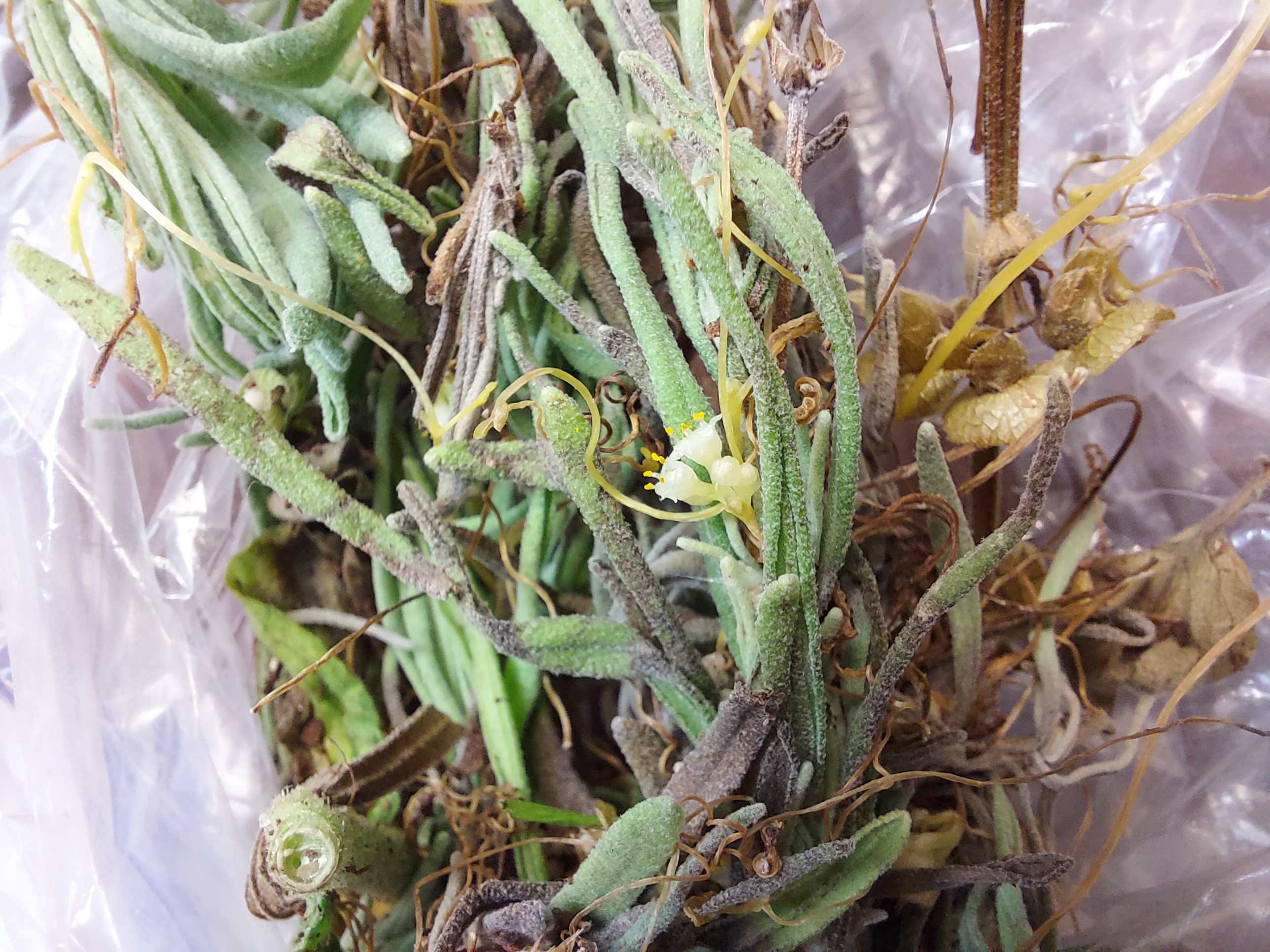 DENR Working With Aberfeldy Nurseries to Track Down Basil Plants & Seeds Infested With Dodder