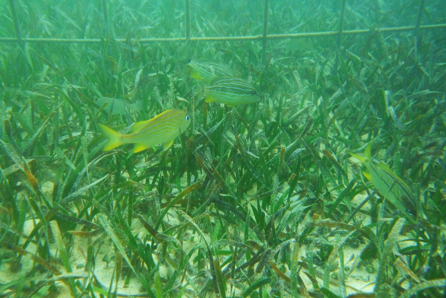 Minister Recognises Seagrass Restoration Project Donations