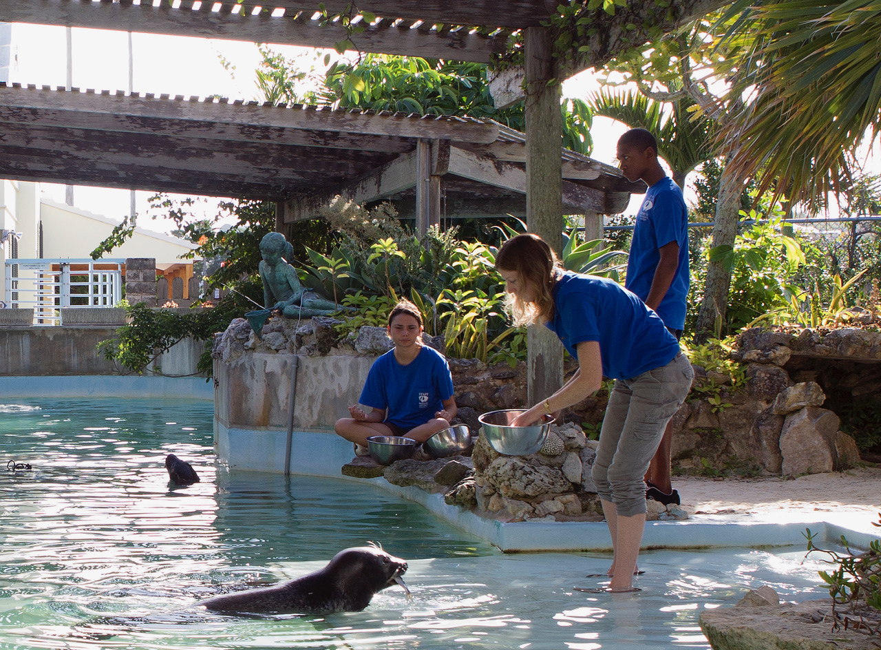 The Bermuda Aquarium, Museum, and Zoo (BAMZ) to reopen the zoo area