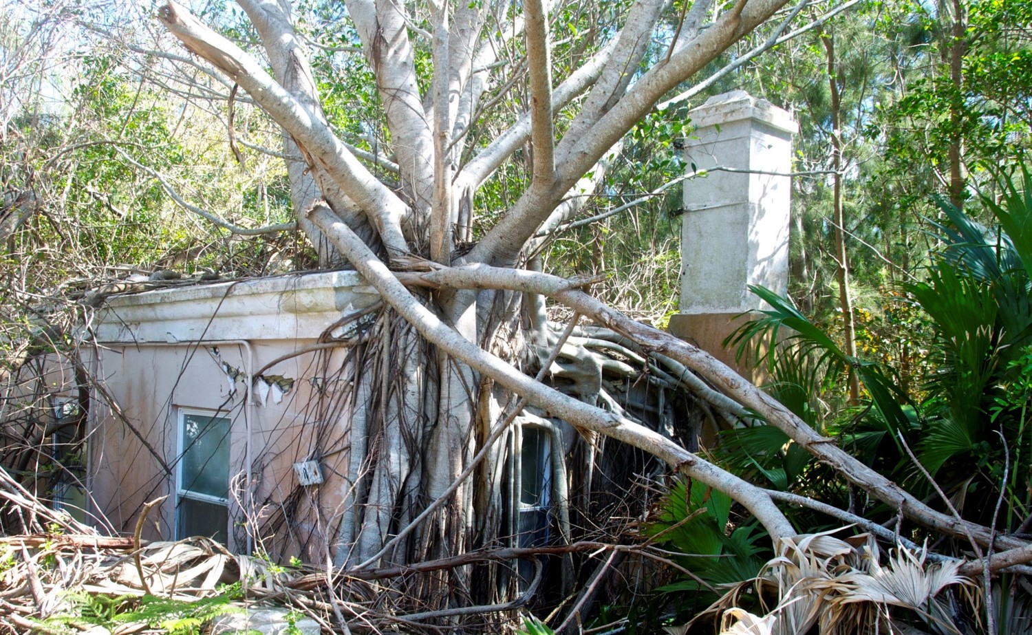 Public Consultation on Managing Alien Invasive Species