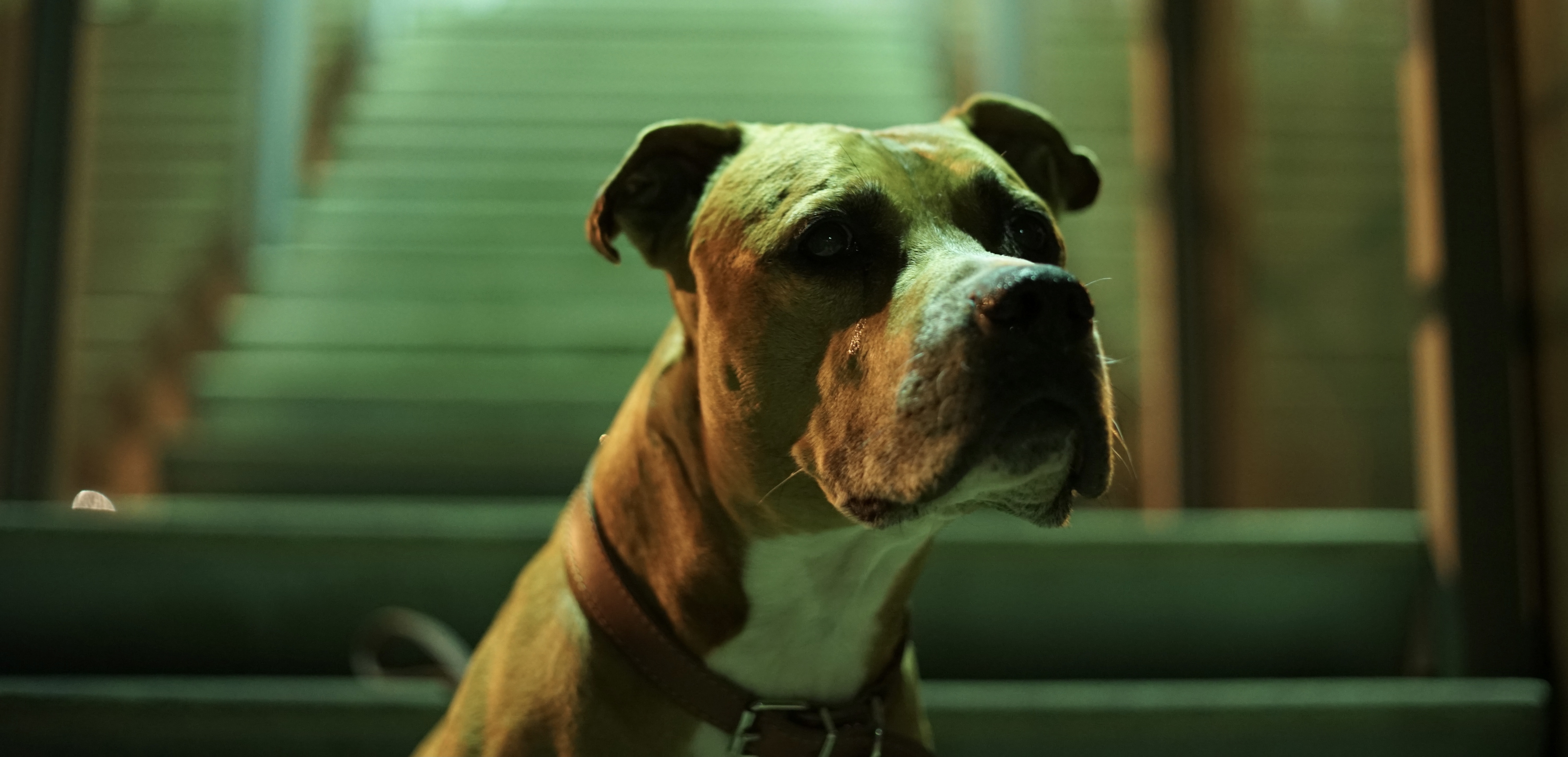 Dog Vaccination Drive Against Canine Parvovirus