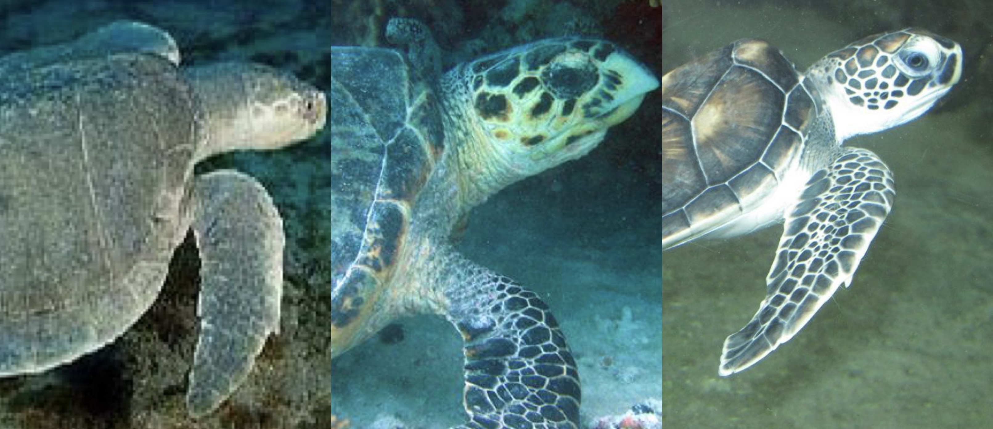Public Reminder – Marine Turtles are Protected Species