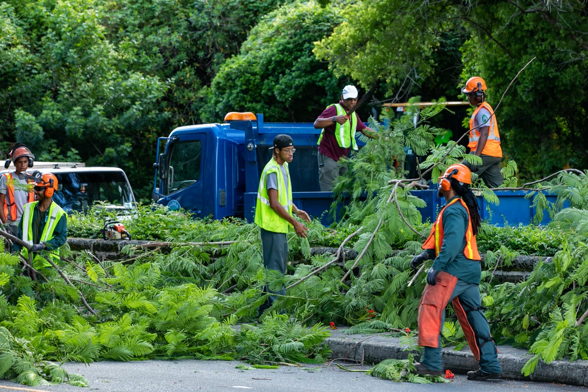Parks Department Carries out Tree Trimming Operation