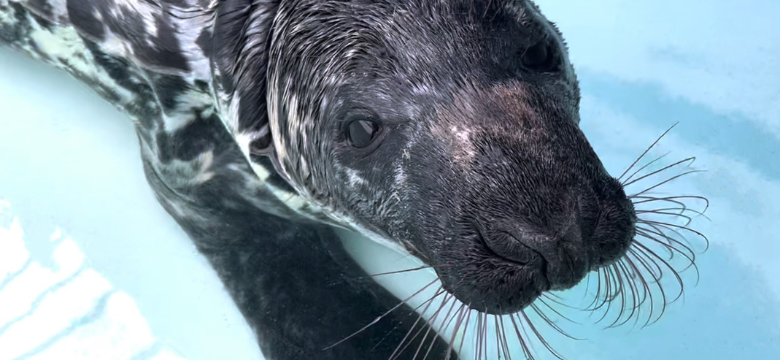 Grey Seal Continuing to Improve at BAMZ