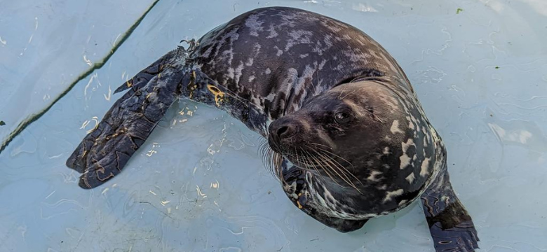 Grey Seal Pup Officially Named “Northlands” is Doing Well Through Travel Preparations