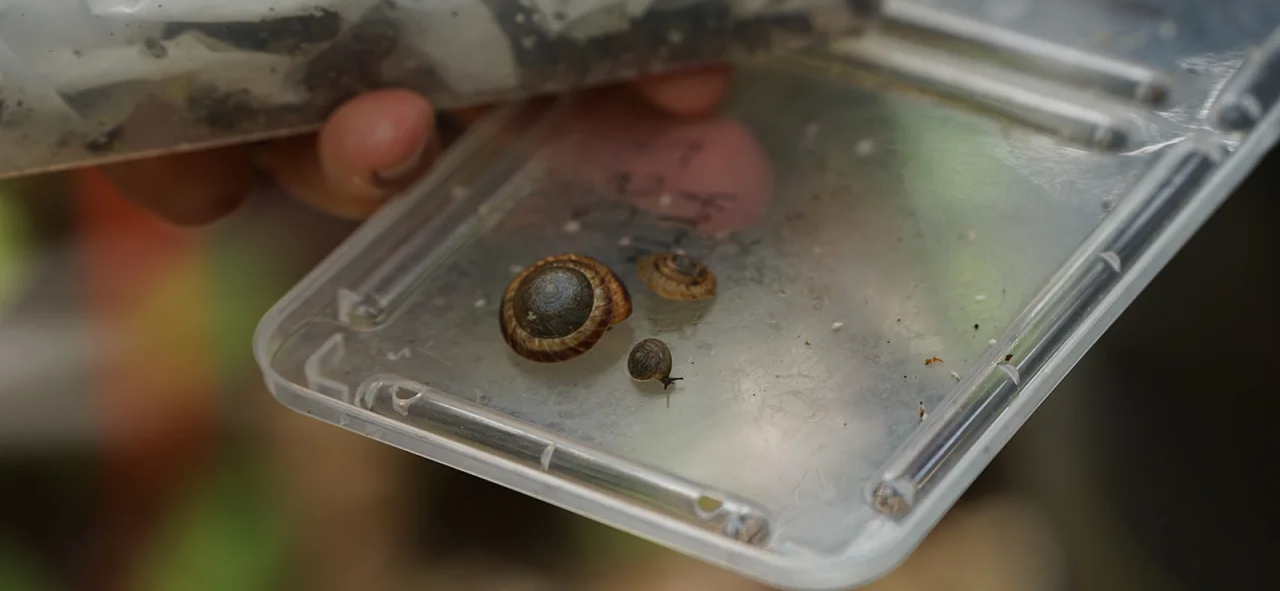 CNN Documentary on the Reintroduction of Endemic Snails to Bermuda Airing This Weekend
