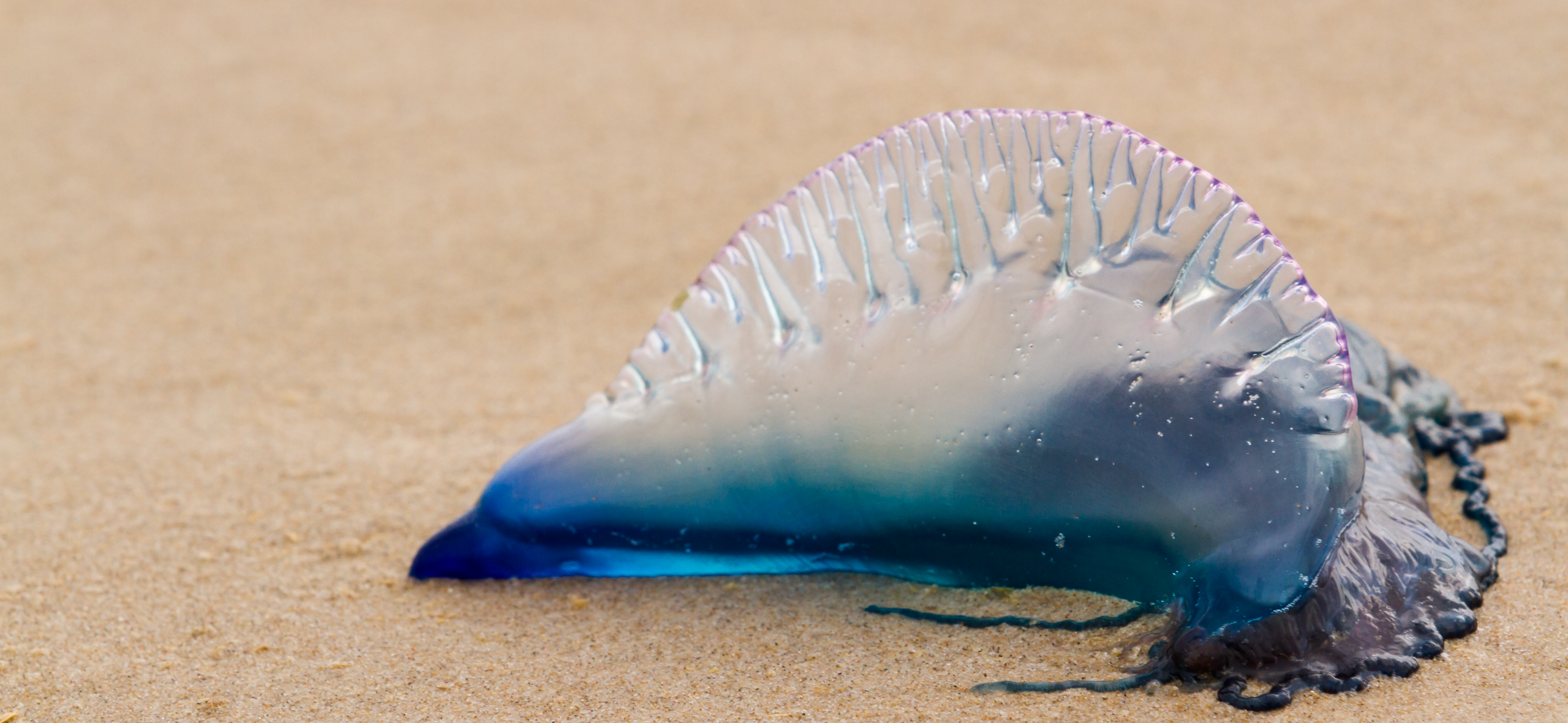 Increased Presence of Portuguese Man of War at South Shore Beaches