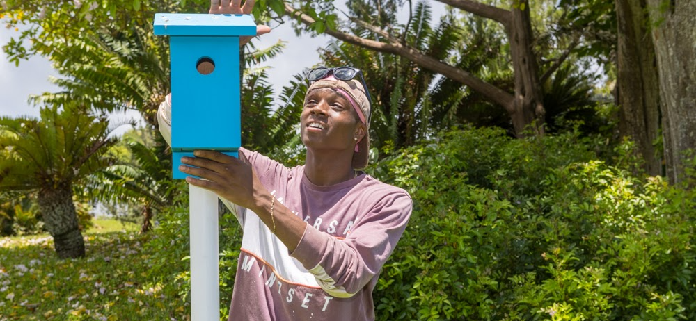 Department of Parks Partners with Local Environmentalist to Enhance Bluebird Population in Bermuda