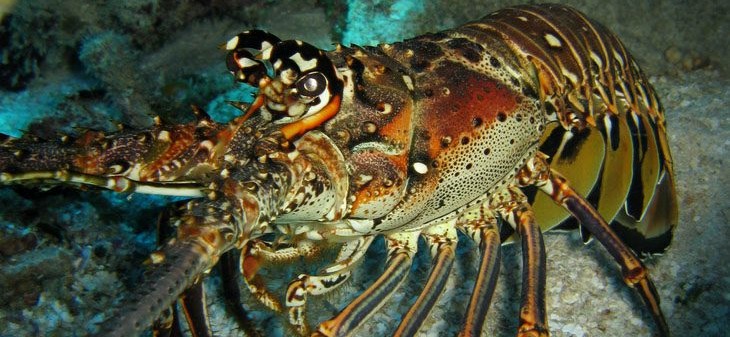 Recreational Lobster Diver Licence Lottery Announced for 2025–26 Season