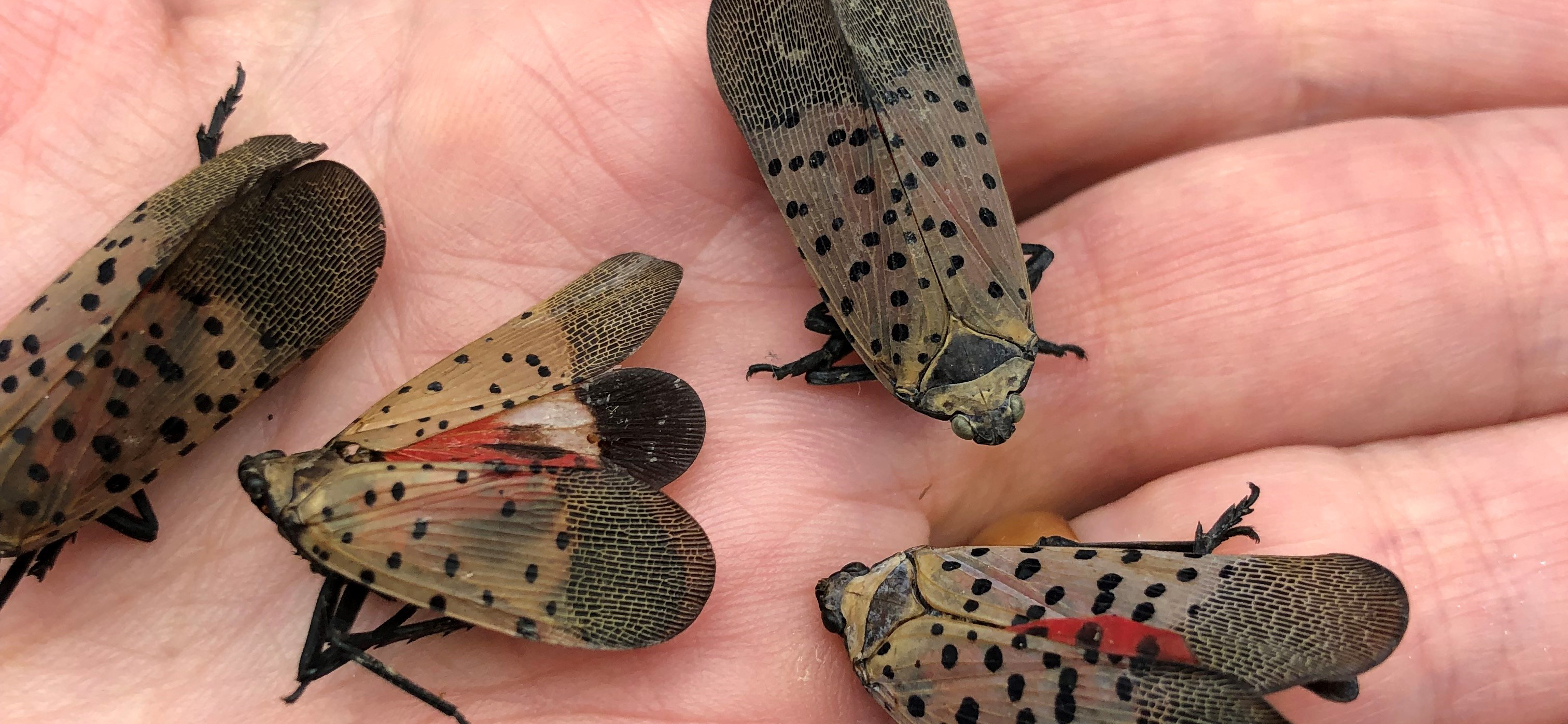 DENR Responds to Spotted Lanternfly Sightings on Cruise Ships En Route to Bermuda
