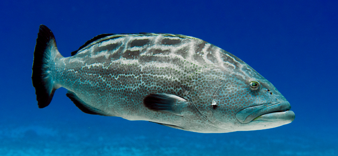 Suspected Illegal Fishing Prompts Reminder of Seasonally Protected Areas