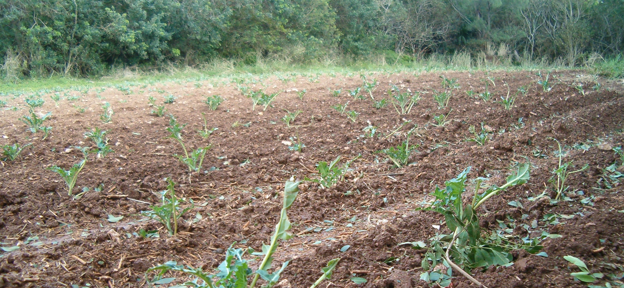 Public Urged to Help Reduce Feral Chicken Population