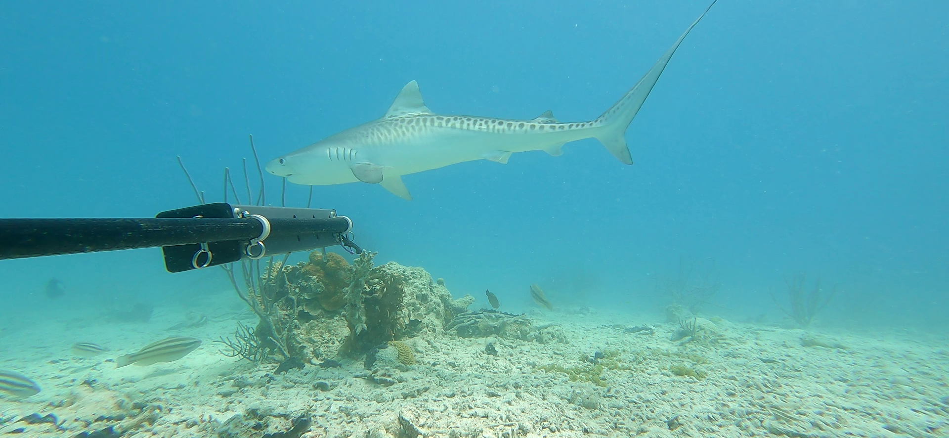 Capturing Bermuda’s Ocean Biodiversity