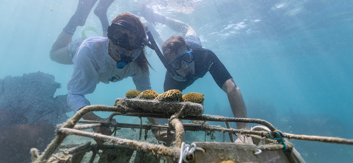 Palmerston’s Coral Helping to Protect Bermuda’s Coast