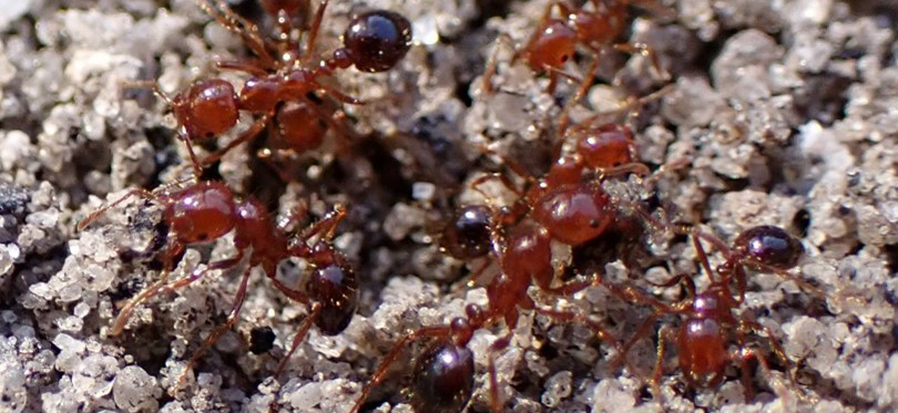 Department of Environment and Natural Resources Confirms Presence of Fire Ants in Bermuda