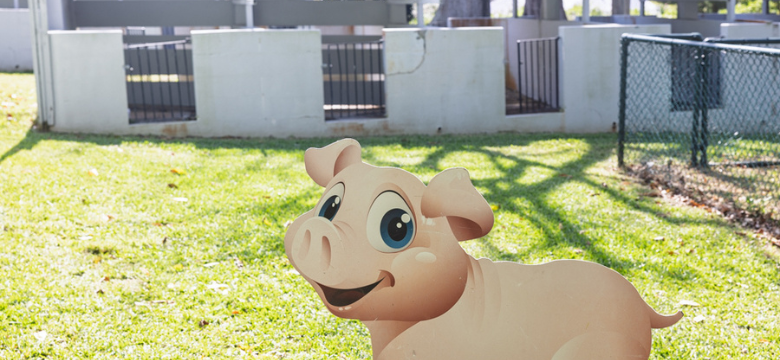 Pigs Return to the Annual Agricultural Exhibition