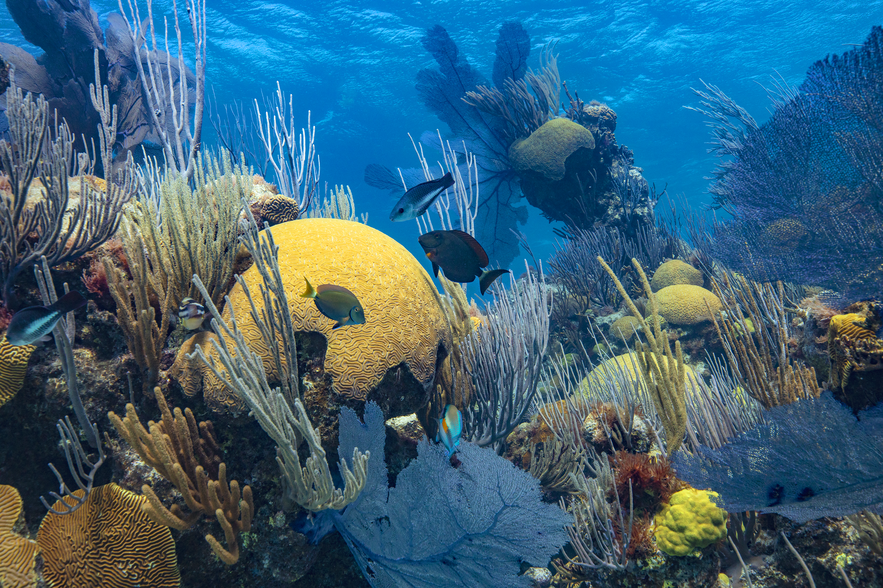 Bermuda Ocean Prosperity Programme Announces New Coordinators