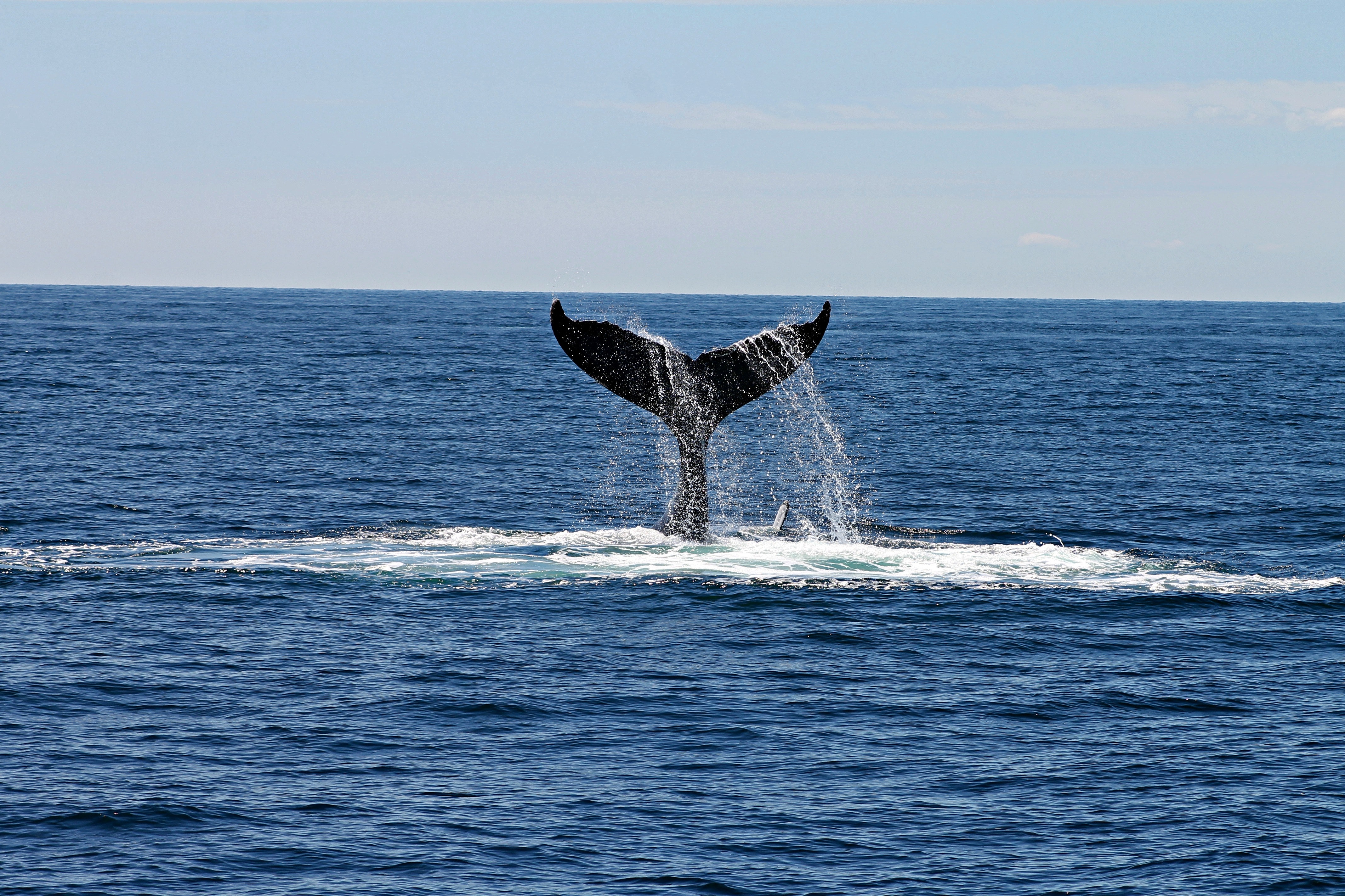 Whale Watching Advisory