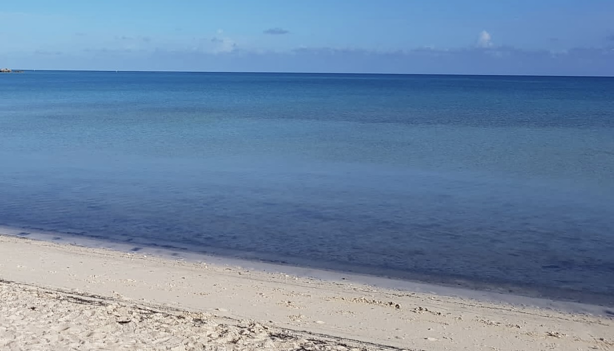 Dead Birds Found on South Shore Beaches