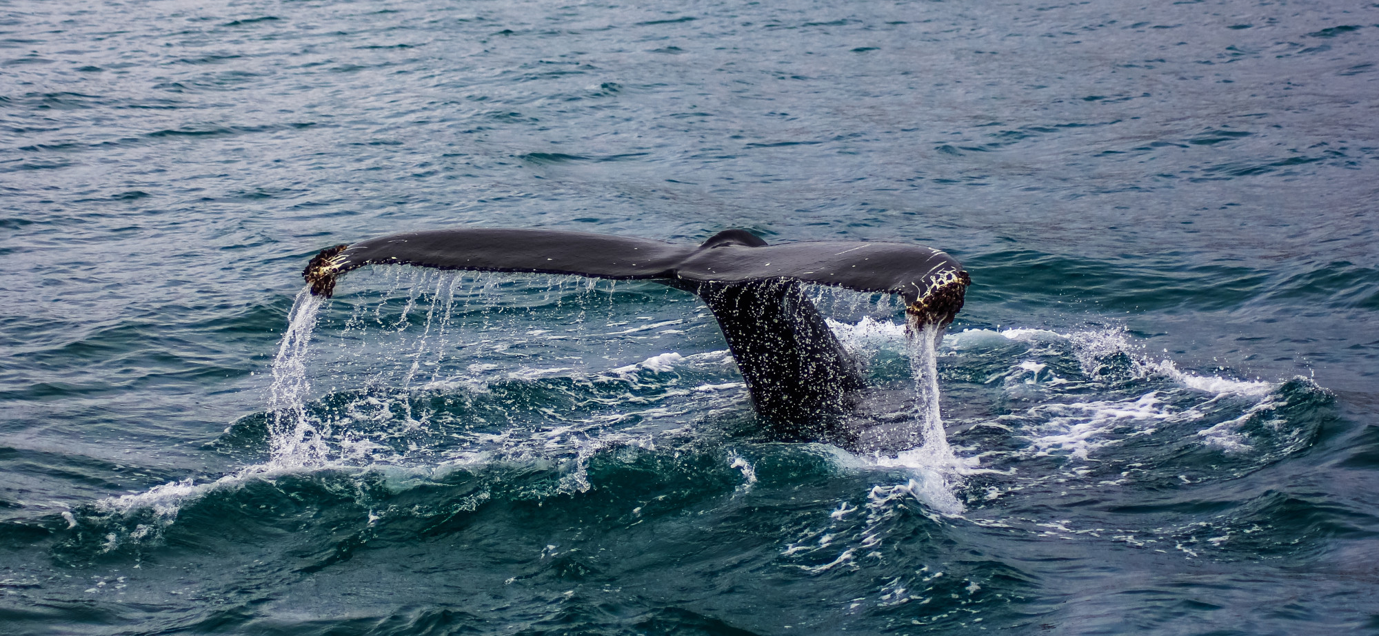 Whale Watching Advisory: Enjoy Responsibly and Respectfully