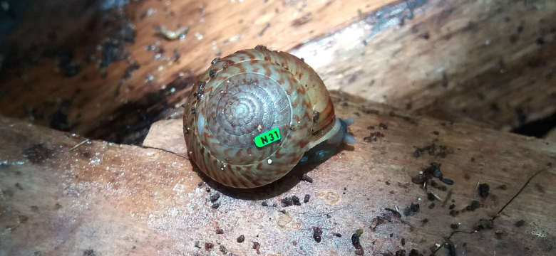 Bermuda Land Snail Recovery Draws International Attention to Island’s Conservation Success