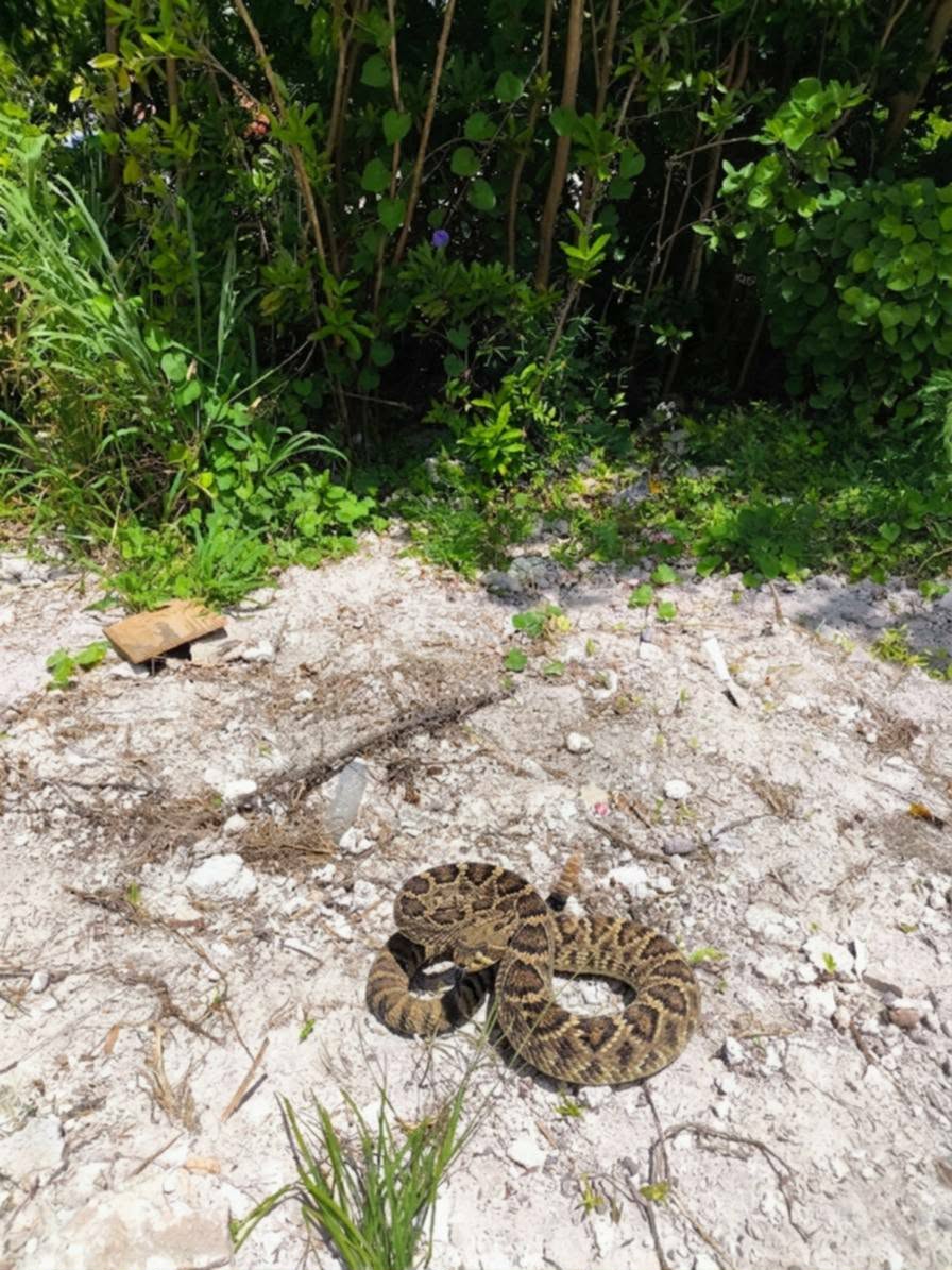 Ministry Provides Update on Search Efforts Following Reported Rattlesnake Sighting
